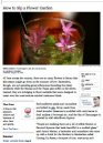 Wild Hibiscus